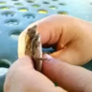 Meet your Posher, Juan